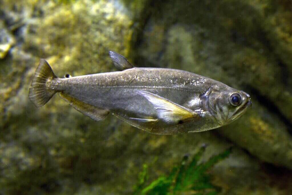 Payara fish