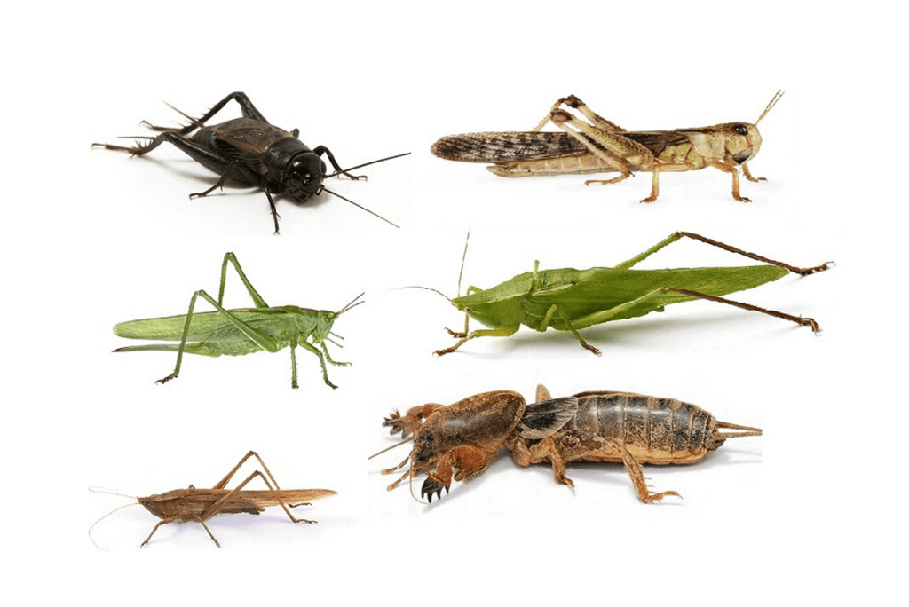 Crickets or grasshoppers