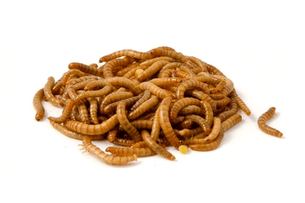 Mealworms